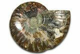 Cut & Polished Ammonite Fossil (Half) - Madagascar #377625-1